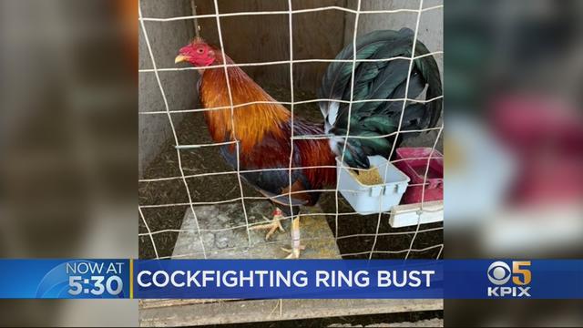 cockfighting-bust.jpg 