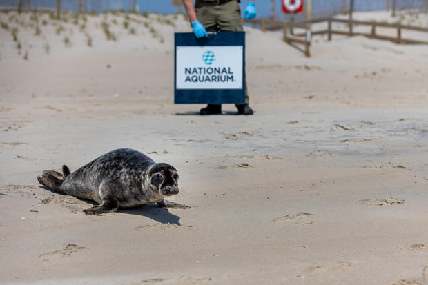 Grey seal Huck Finn is released on Assateague Island | April 29, 2020 