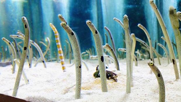 Japanese Fall Hard For 'Timid' Garden Eels 