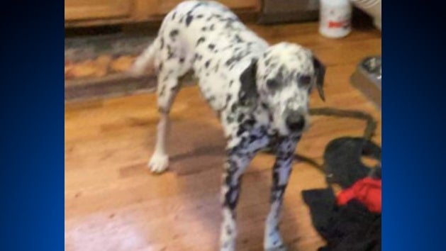 Missing-Dog-From-White-Marsh-Crash.jpg 
