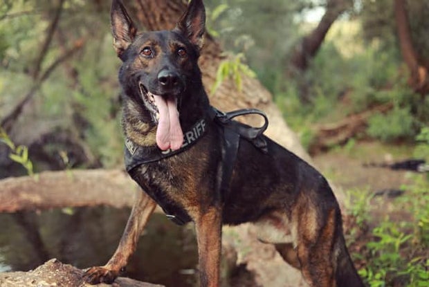 k9 rony