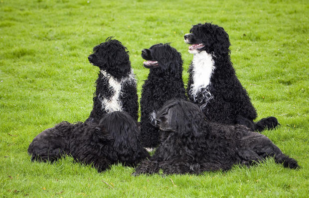 Portuguese water dogs 