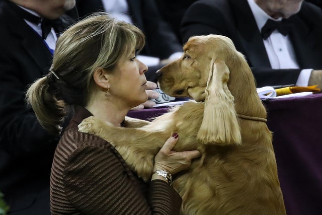 Annual Westminster Dog Show Takes Place In New York City 