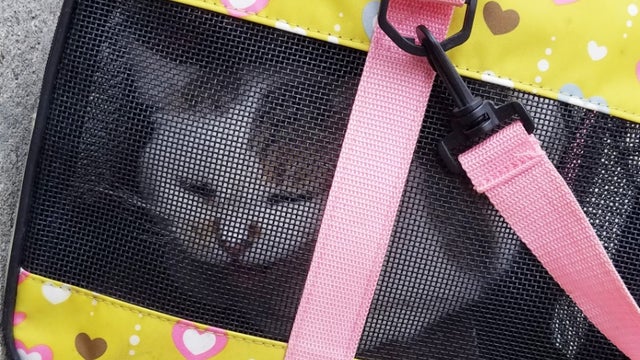 Boston-Abandoned-Cat2-1.jpg 