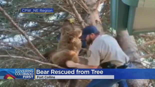 bear in tree cpw 
