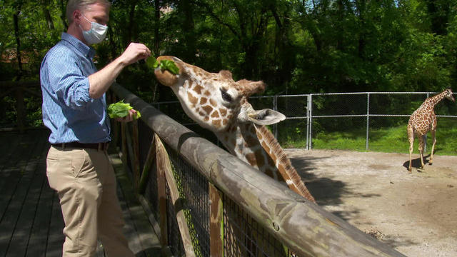 memphis-zoo-feeding-giraffe-promo.jpg 