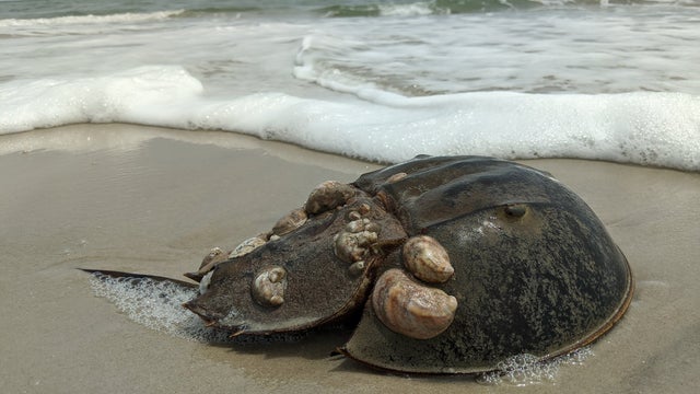 Horseshoe-crabs.jpg 