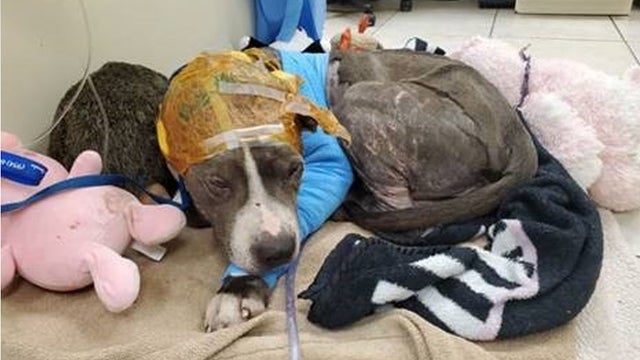 Elijah-Pit-Bull-Animal-Abuse.jpg 
