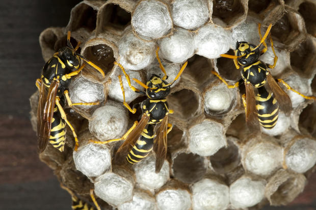 Macro of paper wasp on cells. 