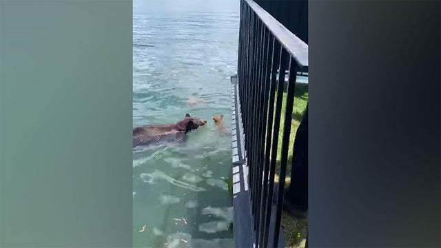 bear-rescues-cub.jpg 
