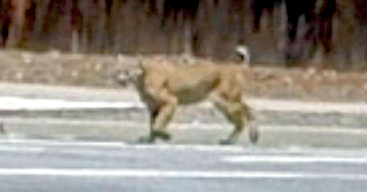 Fremont Police: Beware the Bobcat! - CBS San Francisco