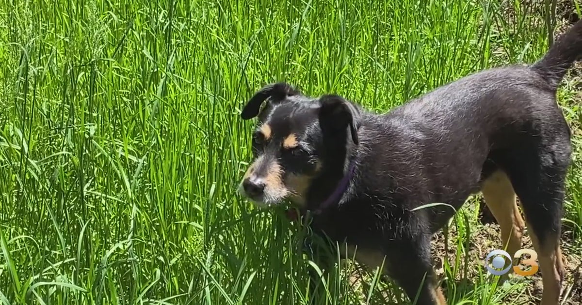 CBS3 Pet Project: Is Eating Grass A Normal Behavior For Your Dog? - CBS ...