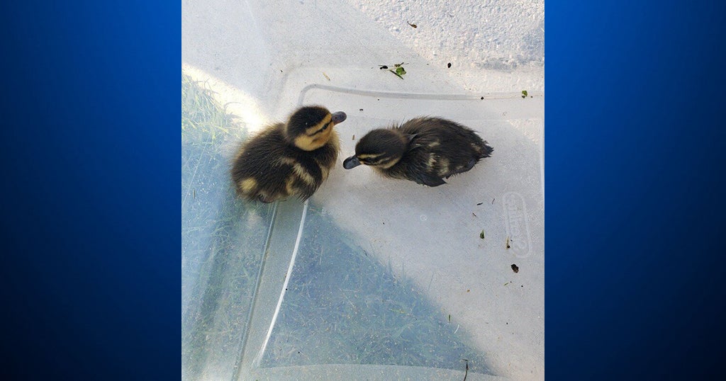 4 Ducklings Saved From Storm Drain By Penn State Police Officer, Fire ...