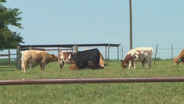 cbsn-fusion-cattle-prices-plummet-amid-coronavirus-pandemic-thumbnail-484117-640x360.jpg 