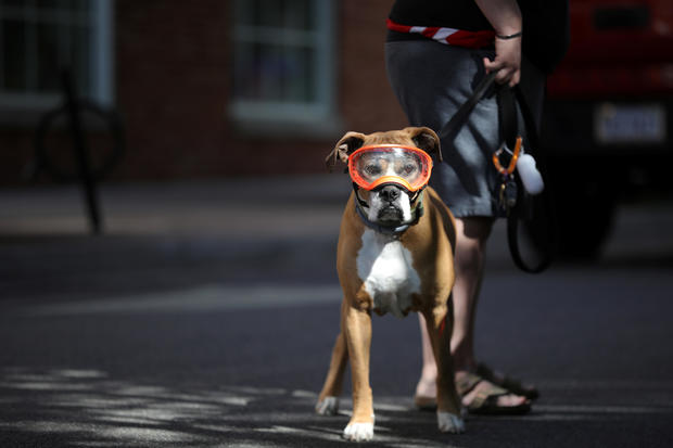 Nicole Vondrus holds the leash of her dog, Jada who suffers from chronic eye infections, as the coronavirus disease (COVID-19) outbreak continues in Arlington, Virginia 
