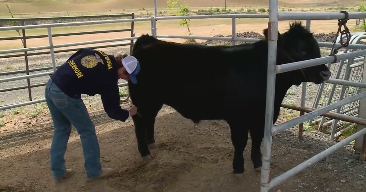 COVID Reopening 2021 Alameda County Fair To Proceed In October  CBS