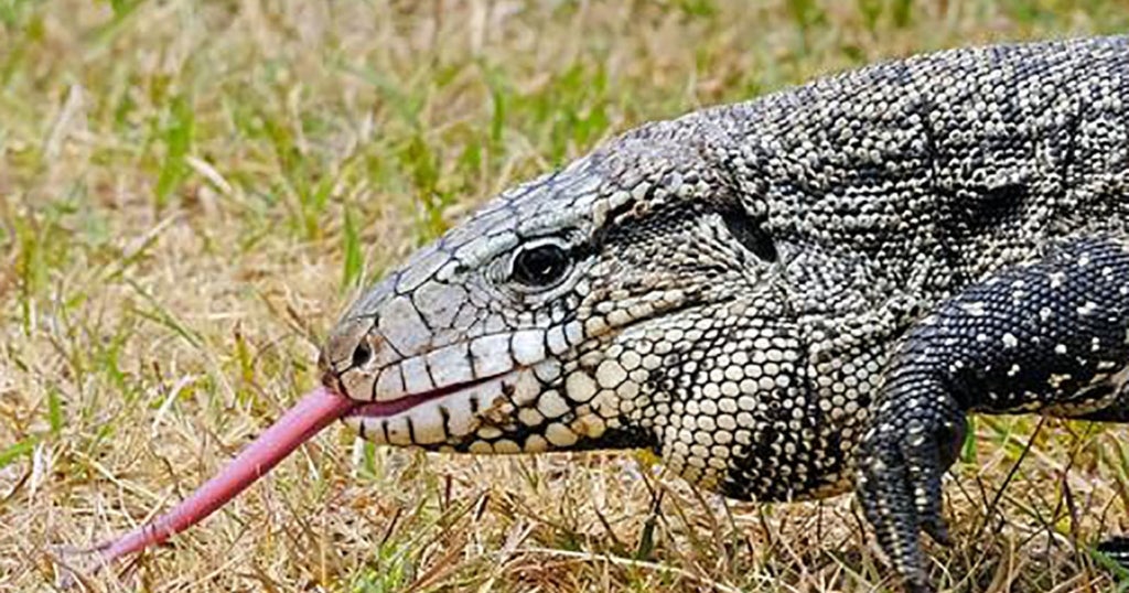 Neighborhood kids find invasive "giant lizard" lurking under woman's porch in Georgia