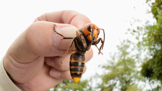 "Murder hornets" in America: What you need to know