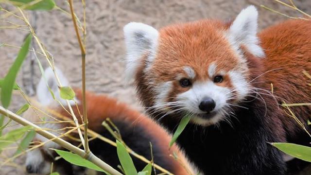 sac-zoo-red-panda.jpg 