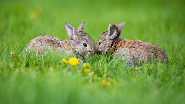 Cute two little hare sitting in the grass. Picturesque habitat, life in the meadow 