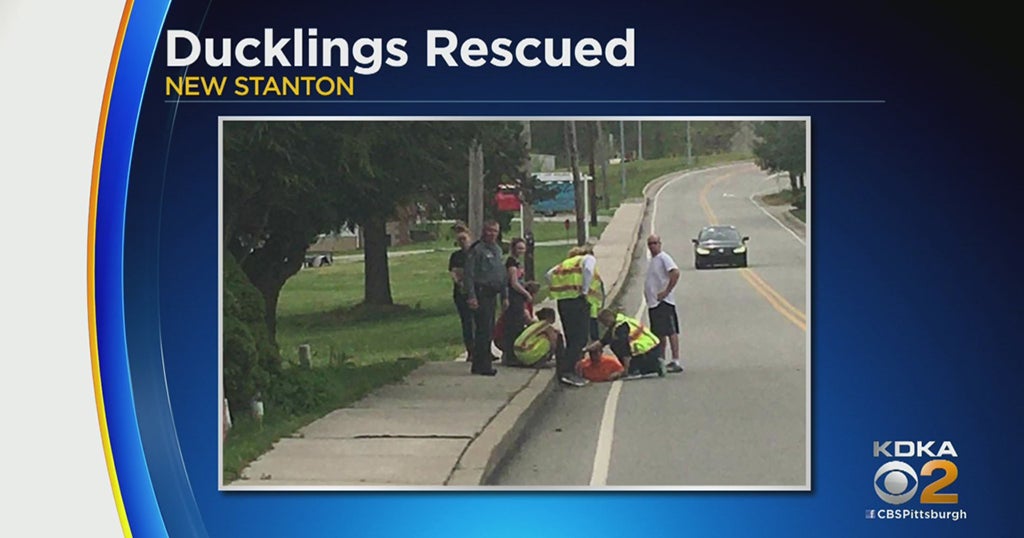 Firefighters Rescue Ducklings From Storm Drain In New Stanton - CBS ...