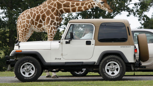 SF-Safari-giraffe-jeep.jpg 
