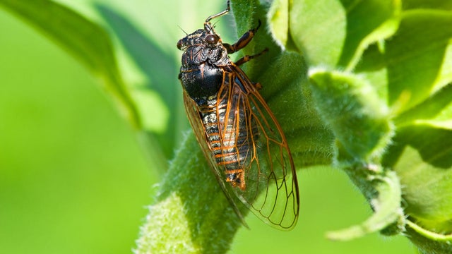 big cicada sitting on a flower 