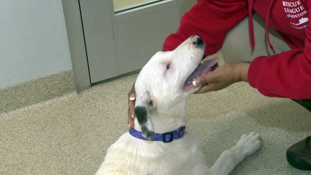 ANIMAL RESCUE LEAGUE PET ANXIETY 1_frame_27407