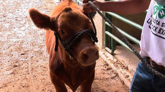 4-H-Livestock-County-Fair.jpg 