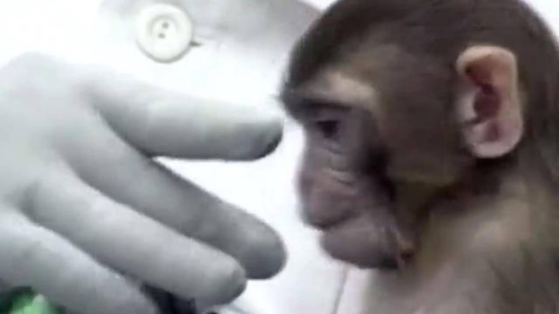 We Don't Need More Monkeys, We Need a New Strategy to Test Vaccines