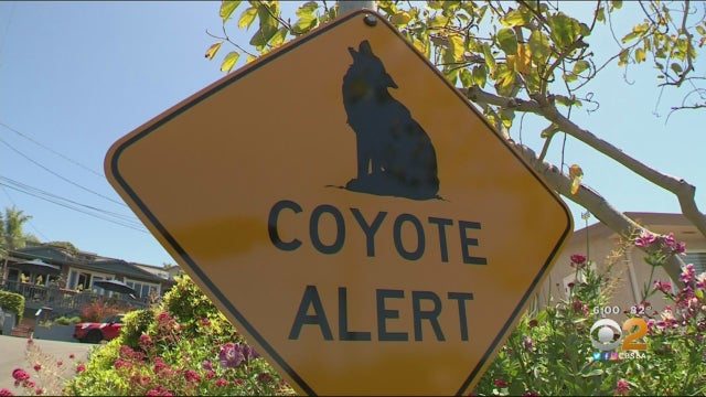 Coyote-Attack.jpg 