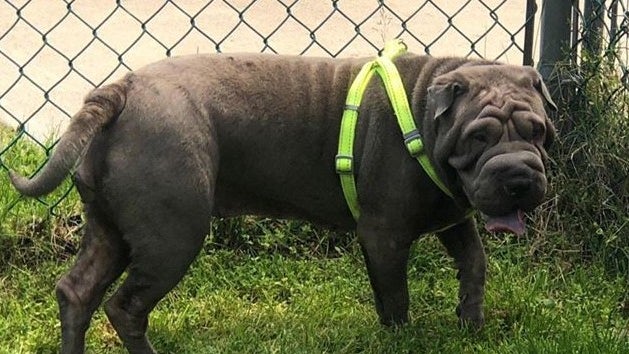 0525dogmissing.jpg 
