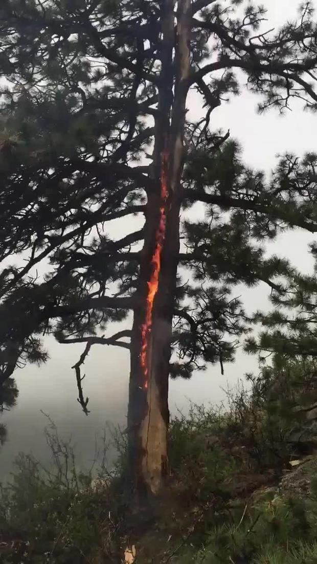 Tree Fire 