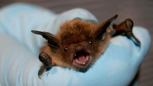 bat-nh.jpg 