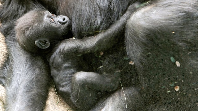 Baby Gorilla Injured 
