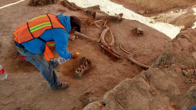 Mexico Mammoths 