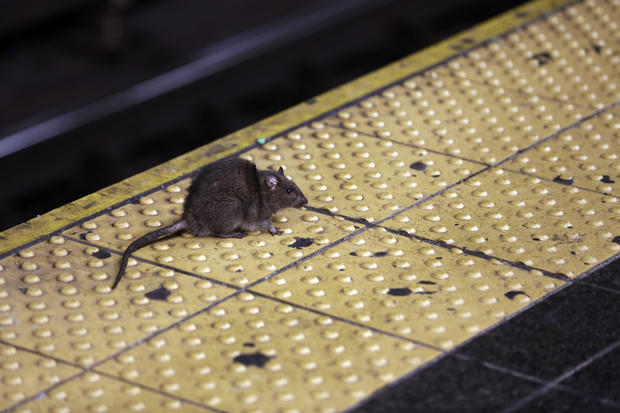 New York City Rats 