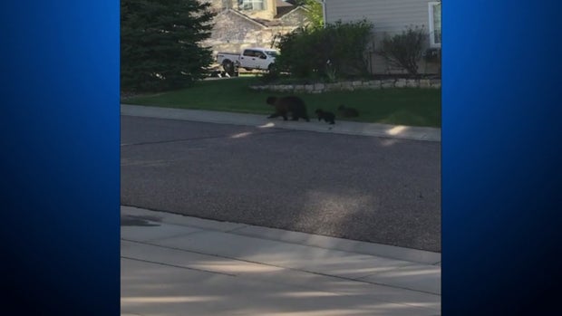 bears in castle pines 