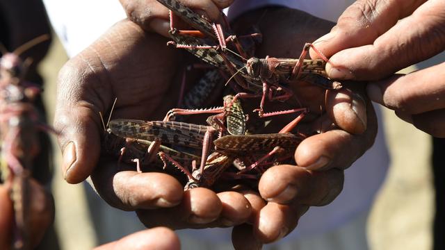 INDIA-AGRICULTURE-ENVIRONMENT-LOCUSTS 