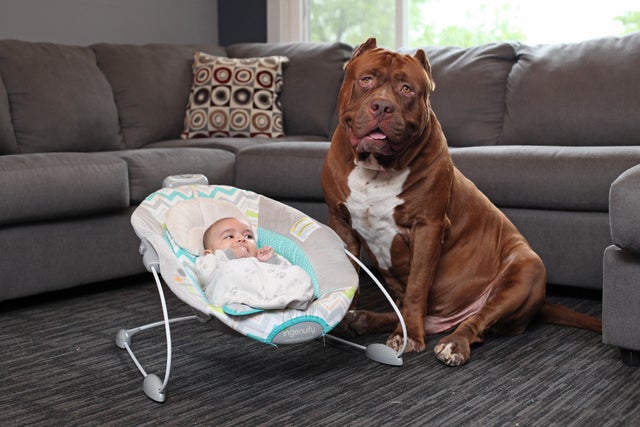Giant Pit Bull Hulk & The Newborn Baby 