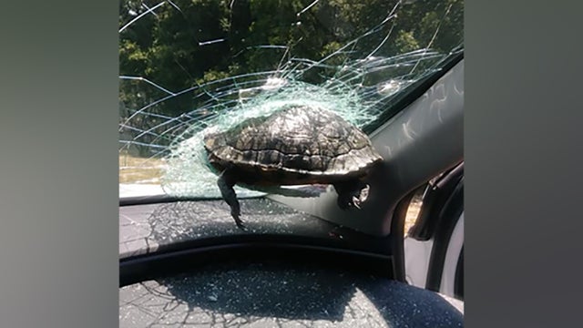turtle-2.jpg 