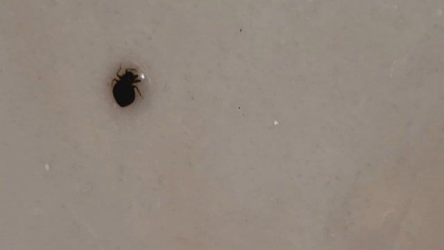 BED-BUG-LAWSUIT-6PKG.transfer_frame_924.jpeg 