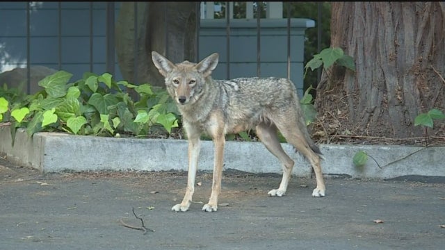 midtown-coyote.jpg 