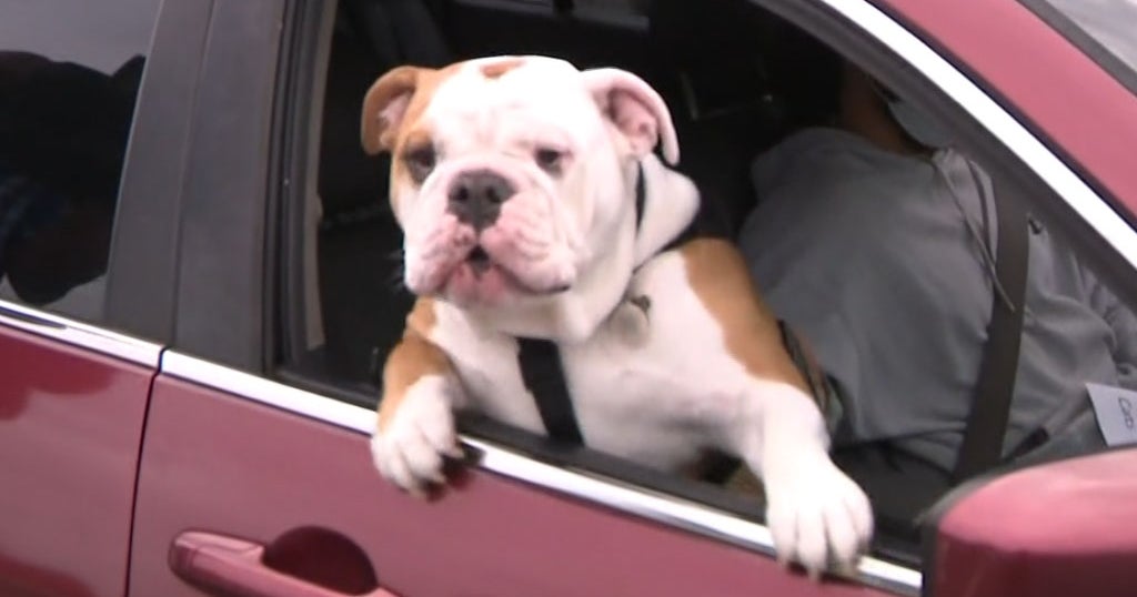 'We Know The Need Is Strong Out There' MiamiDade Animal Services