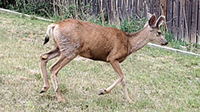 deer-attacks-5yo-credit-cpw2-1.png 