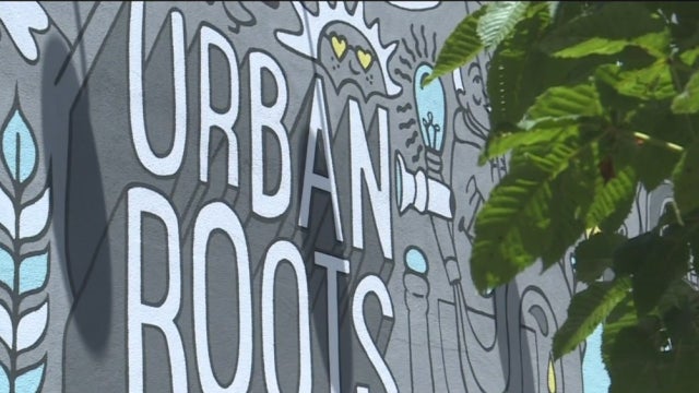 urban-roots.jpg 