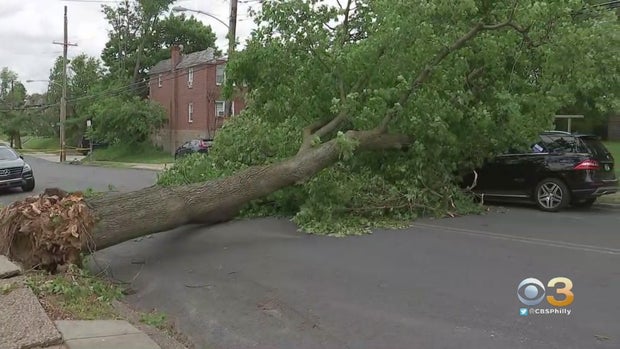 mount airy tree down 