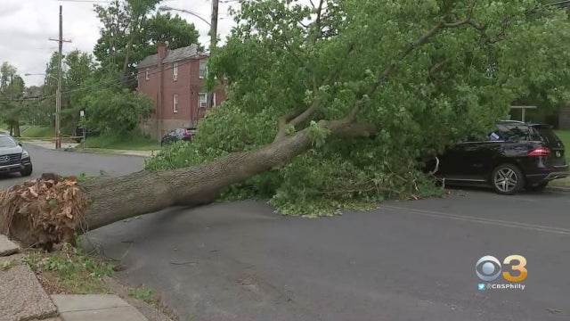 mount-airy-tree-down.jpg 