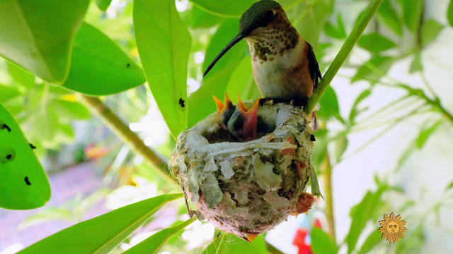 nature-hummingbirds-nest-1920-496106-640x360.jpg 