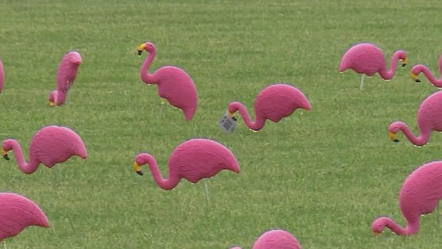 flamingos 